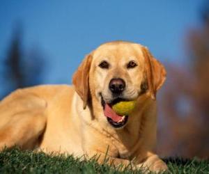 yapboz Labrador Retriever, ağzına bir top ile